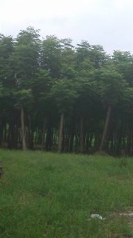 深耕三湘沃土，铸就绿色品牌——金玉苗木基地产品与服务全览