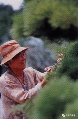 从接待过领导人的盆景园，看一个农夫的产业生命旅程