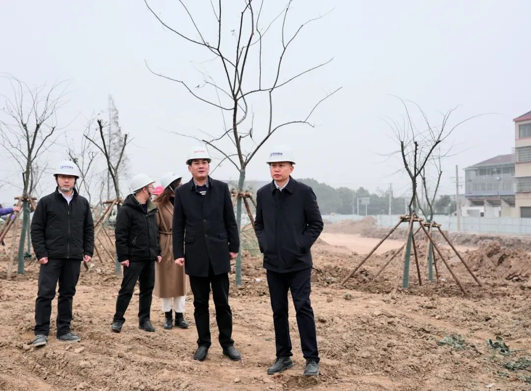 张云飞率队调研白云园林公司 聚焦在建项目与树木种植经营，推动绿色发展新篇章