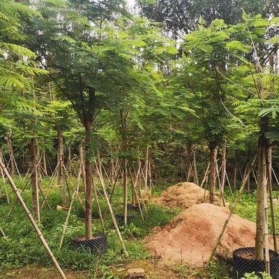 红花映日，绿意成荫 凤凰木容器苗与绿化工程全案解析