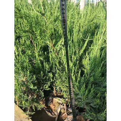 龙柏与龙爪柏 园林绿化的热门选择与市场行情分析