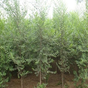 榆树选购指南 知名品牌推荐与购买渠道全解析