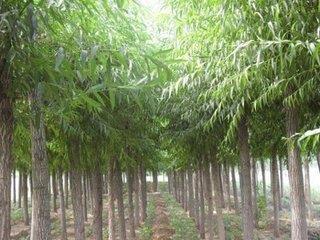 灵川林木种植 口碑沉淀，绿富双赢的林木产业典范