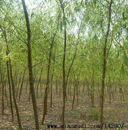 陕西榆林红石桥苗木种植销售公司 旱柳