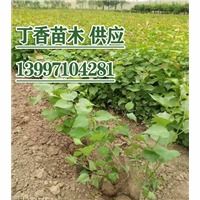 白蜡苗木优选指南 陕西、宁夏高品质白蜡批发与种植策略