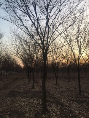 精选优质苗木供应，打造绿色生态之美