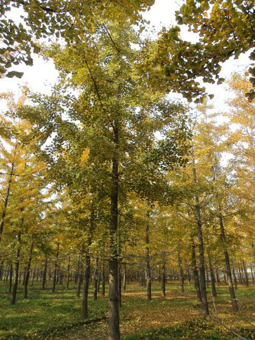 邳州市石博苗木基地 34公分银杏苗木价格解析与选购指南