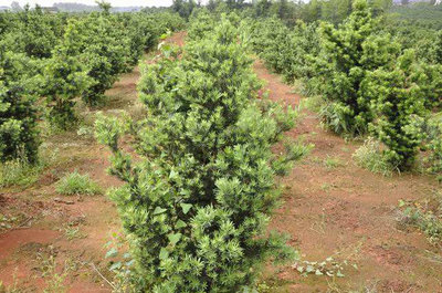 盐碱地绿化苗木栽植与经营关键技术要点