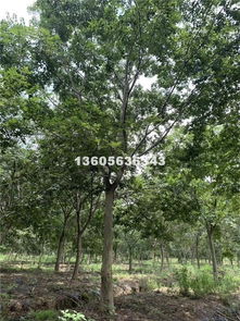 销售绿化苗木,灌木,乔木,种子,种苗,常绿灌木,色块苗,常青乔木 沭阳县教育绿化苗木园艺场商铺联系我们