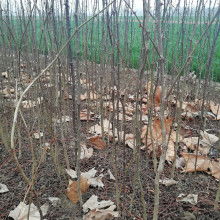 绛县泽森苗木种植专业合作社 打造绿色精品，引领农副产品销售新篇章